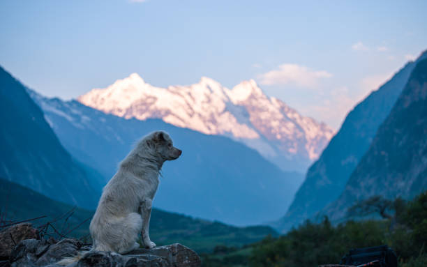 istock white dog siting on rock in Mountain hill, 2136807358