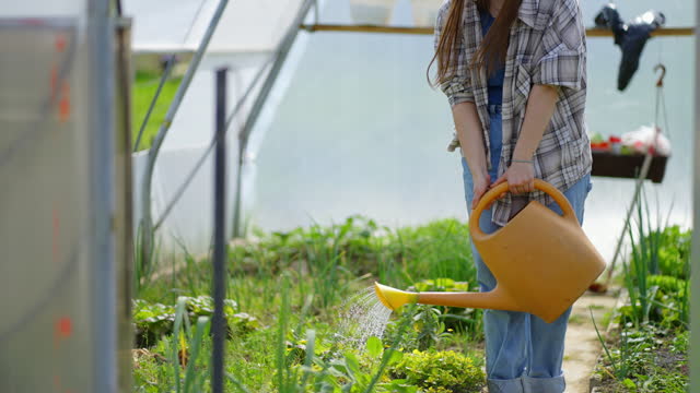 SLO MO Young Female Gardener Keeping Smartphone in Pocket and Watering Salad Plants Growing in Greenhouse