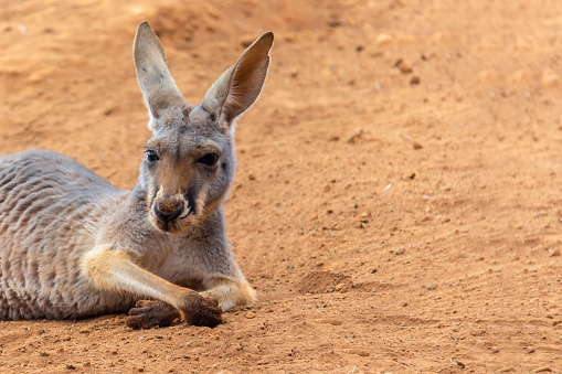 Eastern Gray Kangaroo (Macropus giganteus), Curious, on Sandy Beach, Pebbly Beach, New South Wales, Australia, Oceania