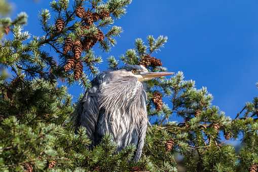 Great Blue Heron perched on a tree on southern Vancouver Island.