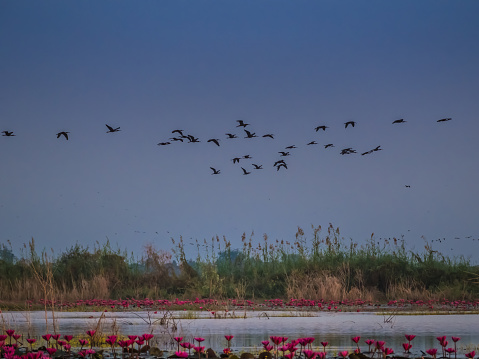 Flocks of Glossy ibis (Plegabis falcinellus) flying across Bueng Boraphet, the largest freshwater swamp and lake, non-hunting area in central Thailand.