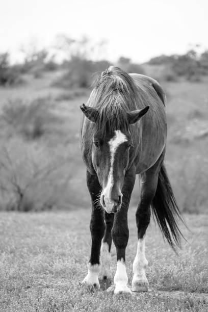 istock Arizona wild horse 2136841370