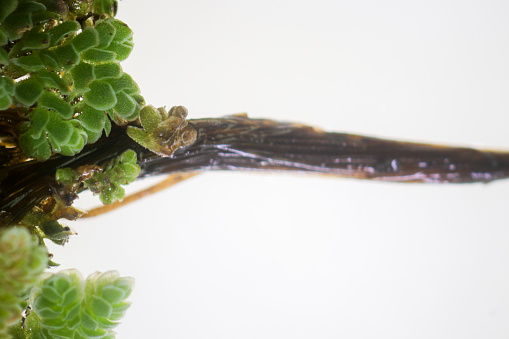 Study of green floating Azolla Pinnata, A kind of aquatic fern which floats on the surface of water and turns red in Laboratory.