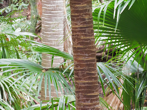 A Guadalupe Palm tree.