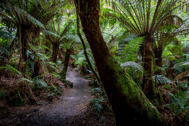 istock The Great Otway's National Park 2136866223