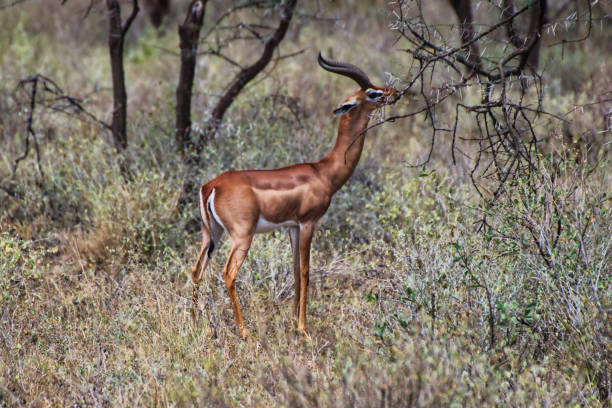 istock Gerenuk in Samburu 2136886920