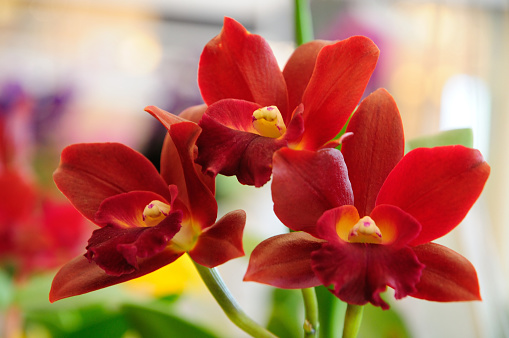 A Photo of Red Cattleya Orchids