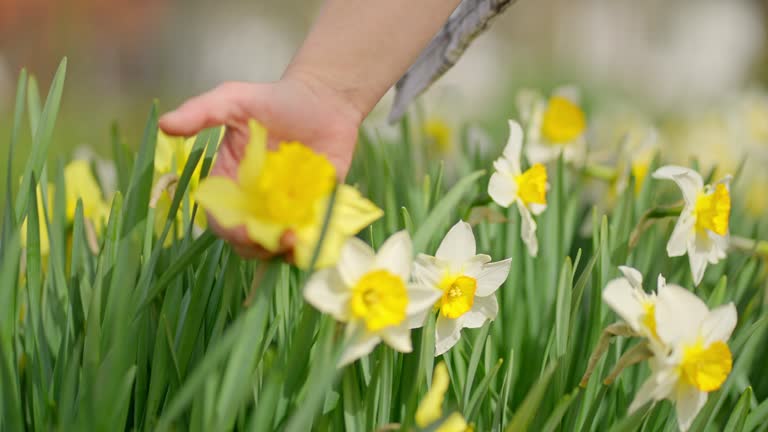 SLO MO Closeup of Woman Hand Touching Daffodils with Yellow Blooms in Spring Garden