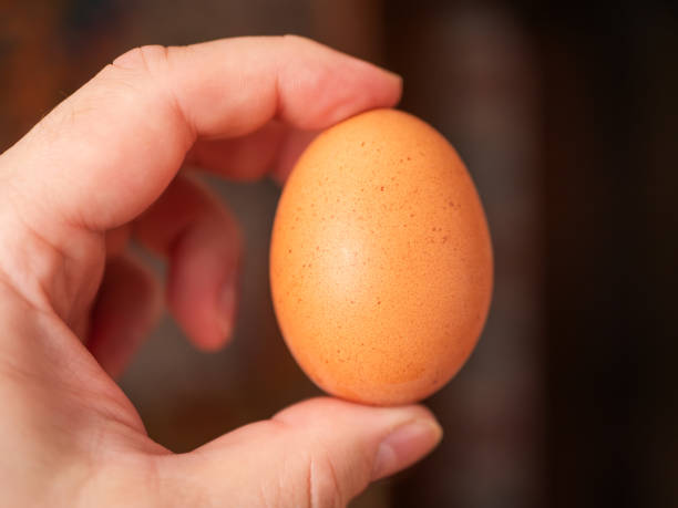 istock Close-up of a Hand Holding a Brown Egg 2136895239