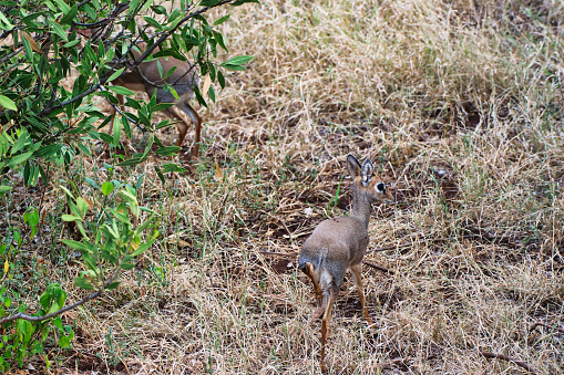A petite Dikdik antelope watches out for danger in the late evening at the Buffalo Springs Reserve in Samburu County, Kenya