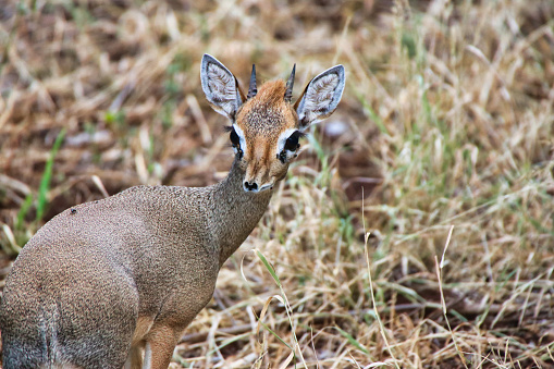 Closeup of a petite Dikdik antelope at the Buffalo Springs Reserve in Samburu County, Kenya