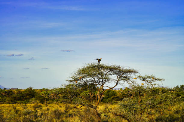 A magnificent secretary bird on top of an acacia tree at the scenic Buffalo Springs Reserve in Samburu County, Kenya