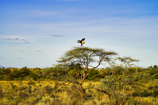 A magnificent secretary bird with its wings fully extended alights on top of an acacia tree at the scenic Buffalo Springs Reserve in Samburu County, Kenya