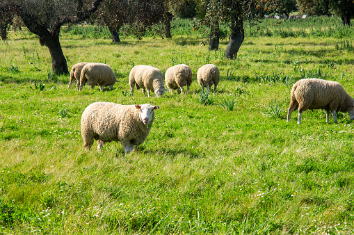 The gaze of the Merino: Sheep grazing in the meadow, one of them poses in front of the camera.