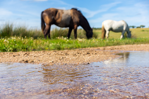 Natural Scene: Stream in Detail with Blurred Grazing Horses.
