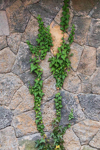 Green ivy growing on a stone wall.  Common ivy, English ivy, European ivy, Hedera helix