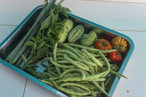 various vegetables such as beans, tomatoes, cucumbers and basil harvested from their own garden