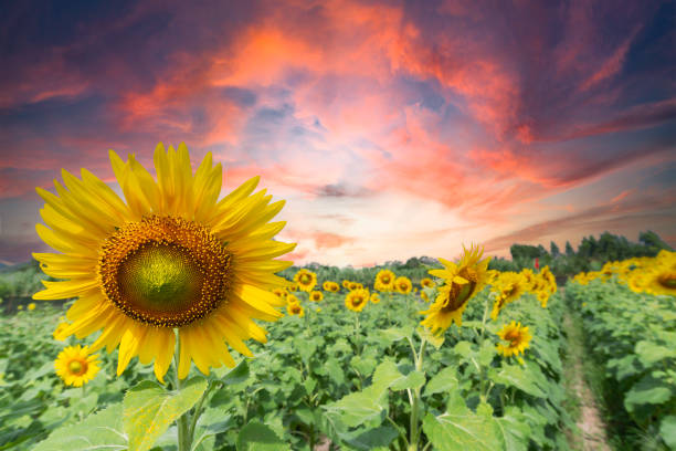 Sunset over a sunflower field