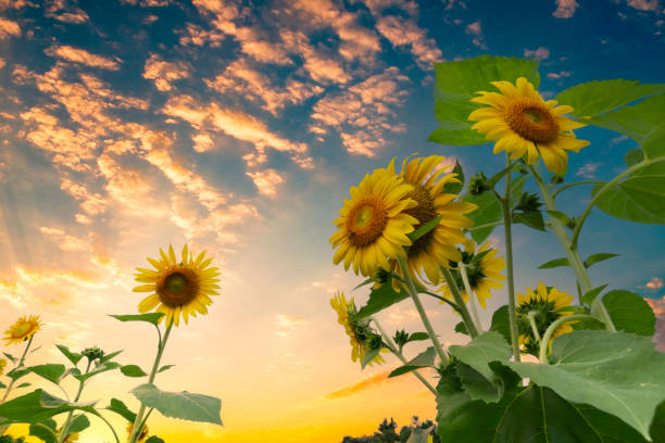 Sunset over a sunflower field