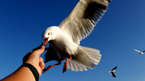 istock Seagull bird spreading wings flying eat. 2136984145
