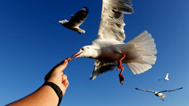 istock Seagull bird spreading wings flying eat. 2136984147