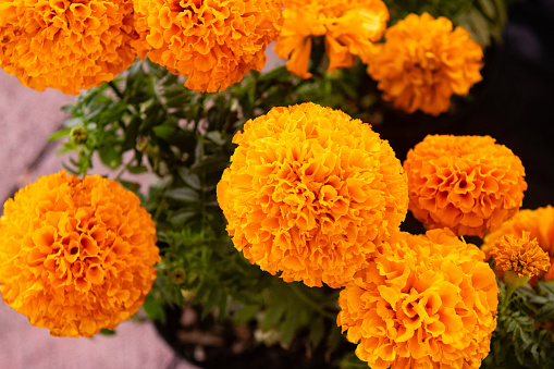 Yellow Marigold Flowers for Day of the Dead Mexico in Playa del Carmen, Mexico.