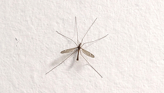 A panoramic shot of a mosquito on a white wall with copy space on the left