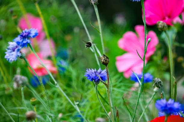 A fat honeybee flying near flowers