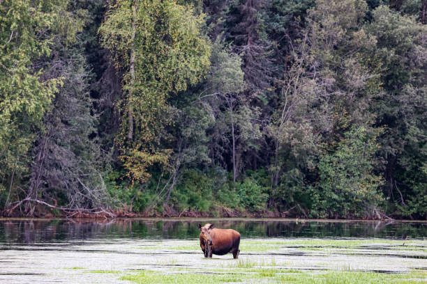 In Fairbanks Alaska this moose is grazing in water filled with greenery to eat