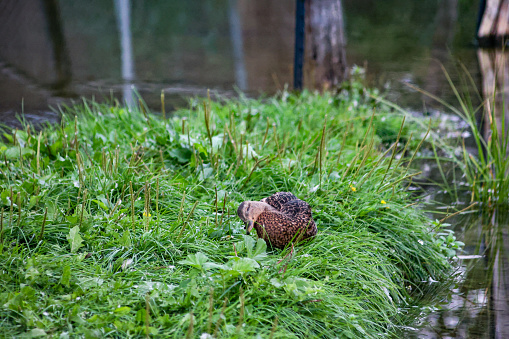 A duck napping in a grassy mound near a river