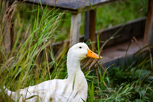 A white goose in a grassy field