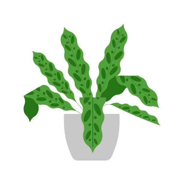 Calathea Lancifolia. Rattlesnake plant, houseplant. Light-green leaves foliage with dark green spots. Indoor plant in a flower pot, vector illustration. Isolated on white. Minimalist style zebra plant stock illustrations