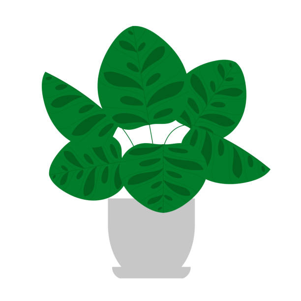 Calathea makoyana, houseplant. The Peacock Plant. The Peacock Plant. Light-green leaves foliage with dark green spots and blotchy patterns. Indoor plant in a flower pot, vector illustration. Isolated on white. Minimalist style zebra plant stock illustrations