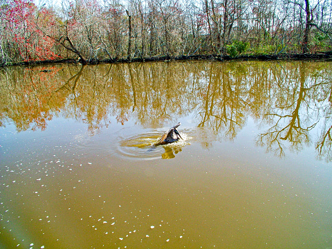 A pelican in a muddy river with tree line banks