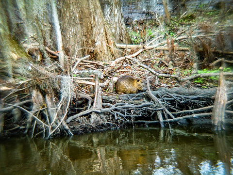 Beaver swimming on Rheinaue lake, Bonn, Germany.
