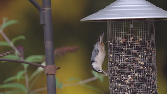 A White-Breasted Nuthatch on Bird Feeder