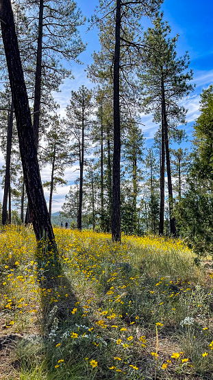 wild flowers blooming in the forests of Arizona