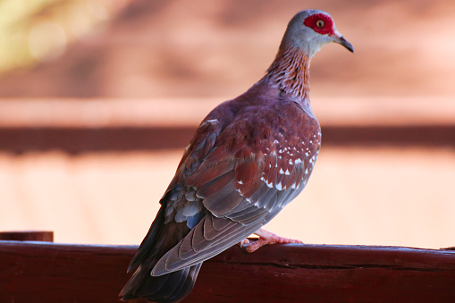 Close up of a speckled pigeon perched on the balcony of a safari lodge room at the Buffalo Springs Reserve in Samburu County, Kenya