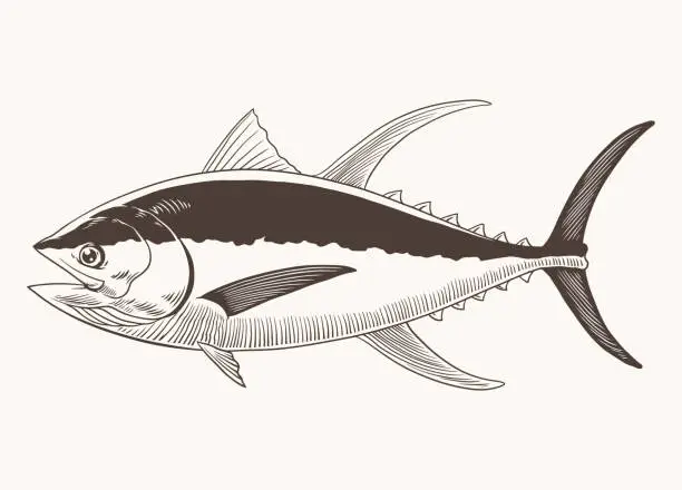 Vector illustration of Tuna Fish Hand Drawing Vintage Engraving Illustration