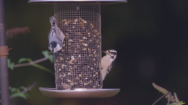 A Nuthatch and Woodpecker Share Bird Feeder