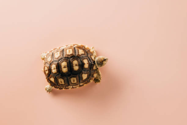 istock African spurred Sulcata tortoise walking 2137050574