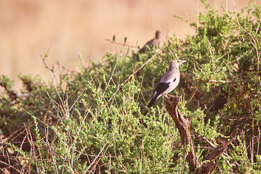 A Wattled Starling on top of a branch at the Buffalo Springs Reserve in Samburu County, Kenya