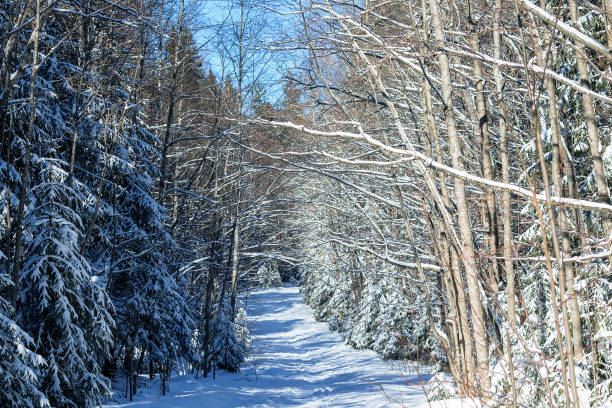 istock Snowy walking road in a winter dense mixed forest. 2137068249