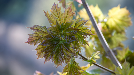 Close up of maple branch during the spring season, with a group of haven't fully unfurled green maple leaves, leaves are lit by sunlight, which illuminates their vibrant green color and adds warm glow