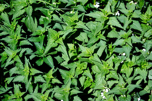 Dense patch of green stinging nettle plants with elongated pointed leaves, nettles cover the ground substantially