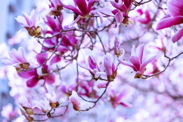 Vibrant pink magnolia blossoms with dark background, showcasing the beauty of spring