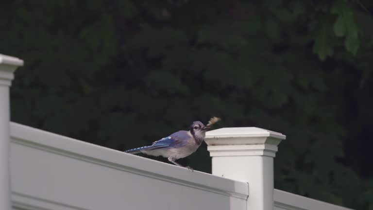 Blue Jay Perched on Fence