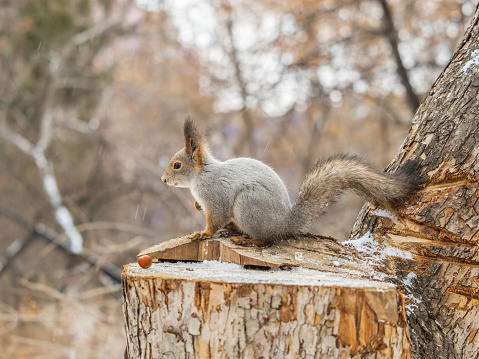 A squirrel sits on a stump and eats nuts in autumn. Eurasian red squirrel, Sciurus vulgaris