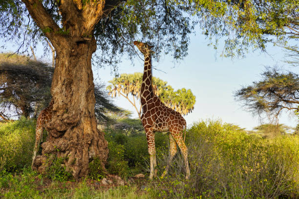 istock Reticulated Giraffe Samburu 2137102374