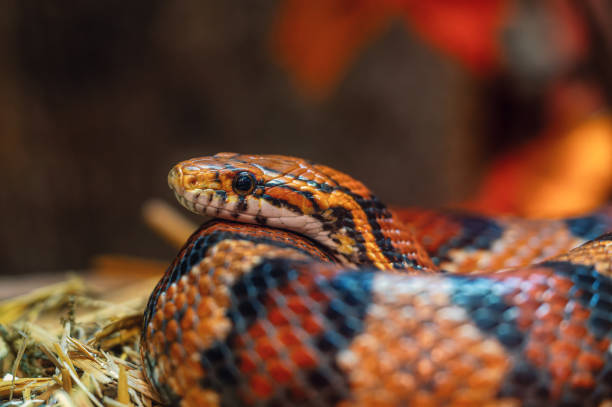 istock Closeup of a snake at a zoo 2137104979